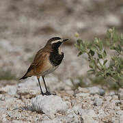 Capped Wheatear