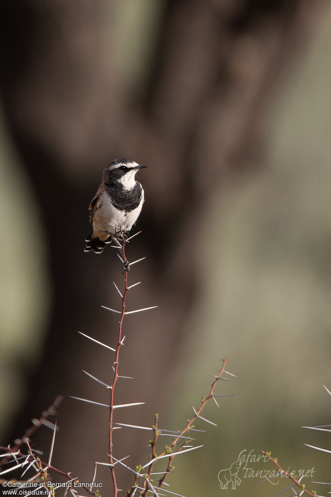 Capped Wheatearadult, identification