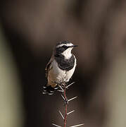 Capped Wheatear