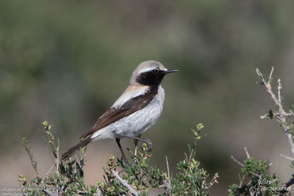 Desert Wheatear male adult breeding, identification