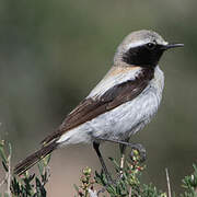 Desert Wheatear