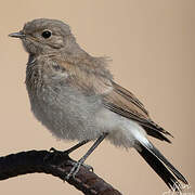 Desert Wheatear