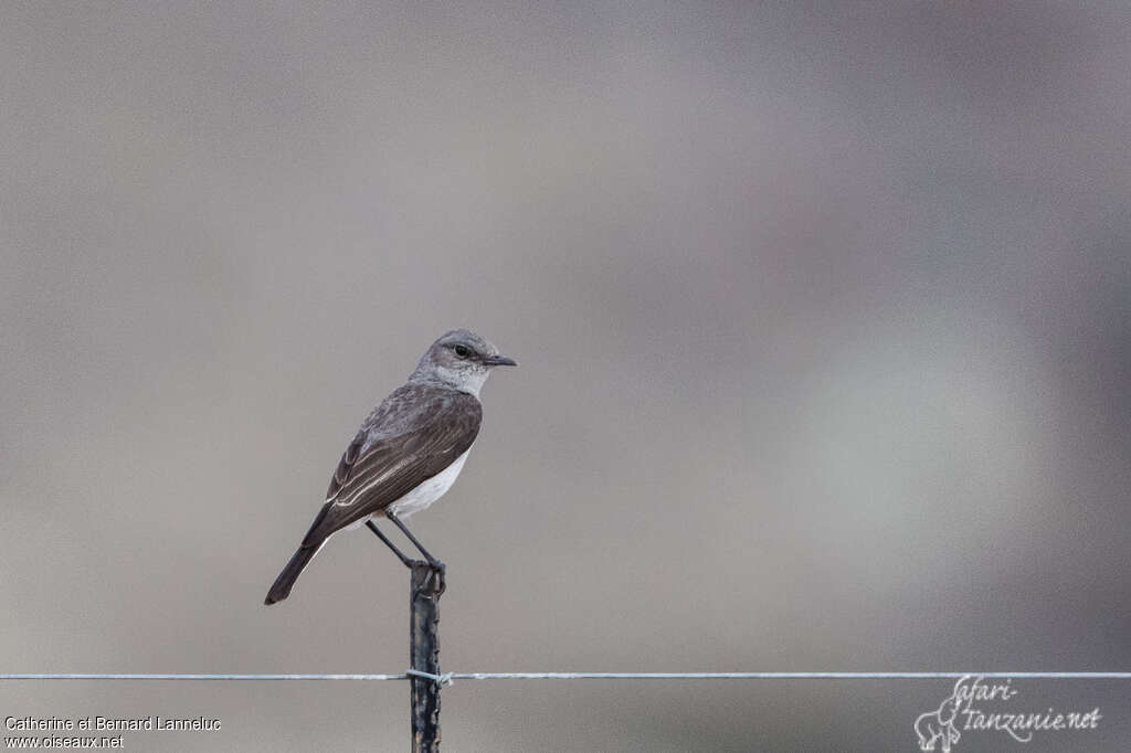 Traquet du Karrooadulte, identification