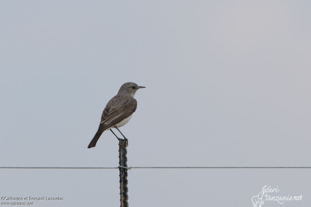 Karoo Chatadult, identification