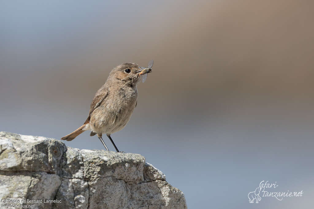 Familiar Chatadult, habitat, feeding habits