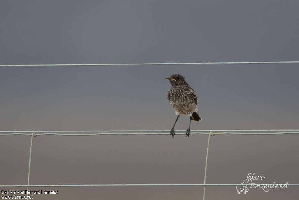 Familiar Chatjuvenile, identification