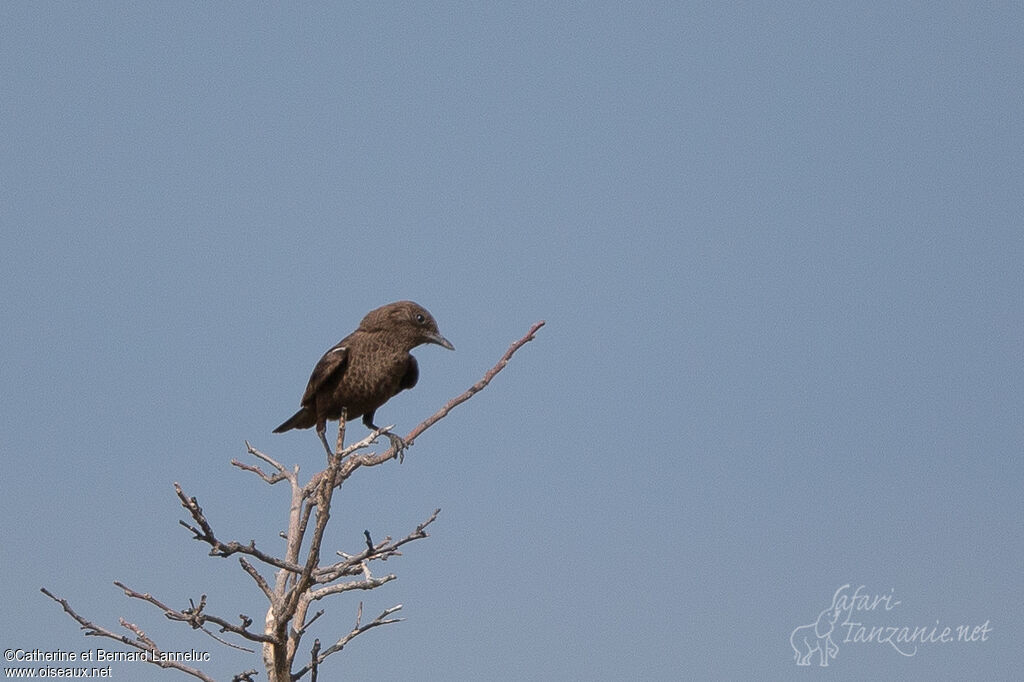 Ant-eating Chat male adult