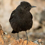 Ant-eating Chat