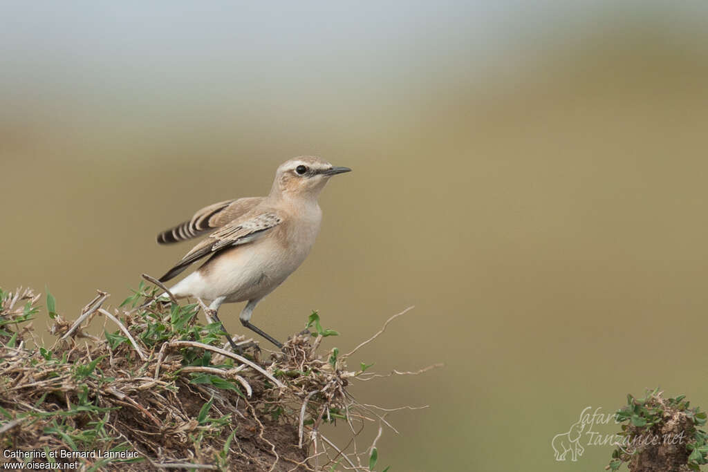 Isabelline Wheatearadult, Behaviour