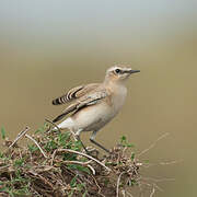 Isabelline Wheatear