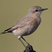 Isabelline Wheatear