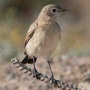 Isabelline Wheatear