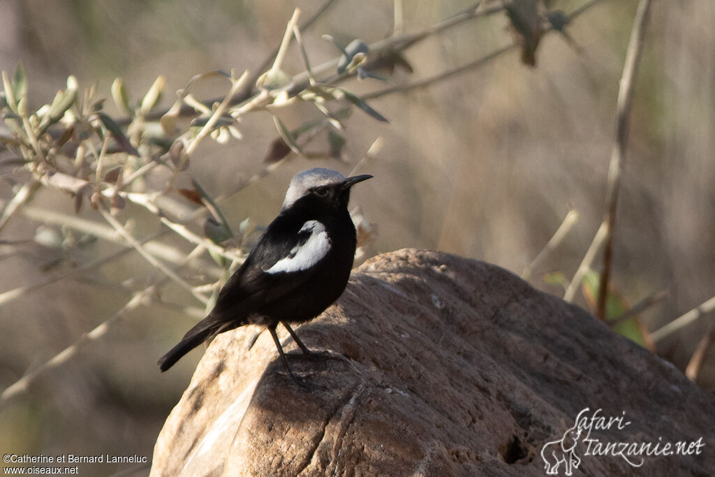 Mountain Wheatear male adult breeding