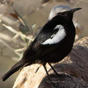 Mountain Wheatear