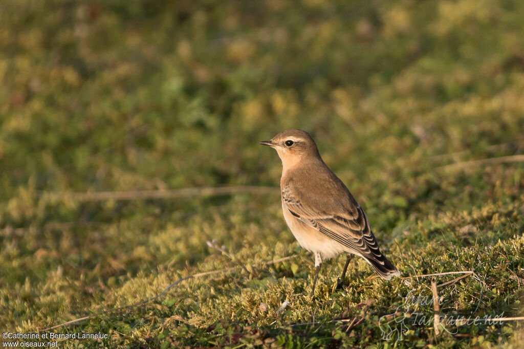 Northern Wheatear female adult, identification