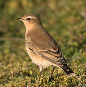 Northern Wheatear