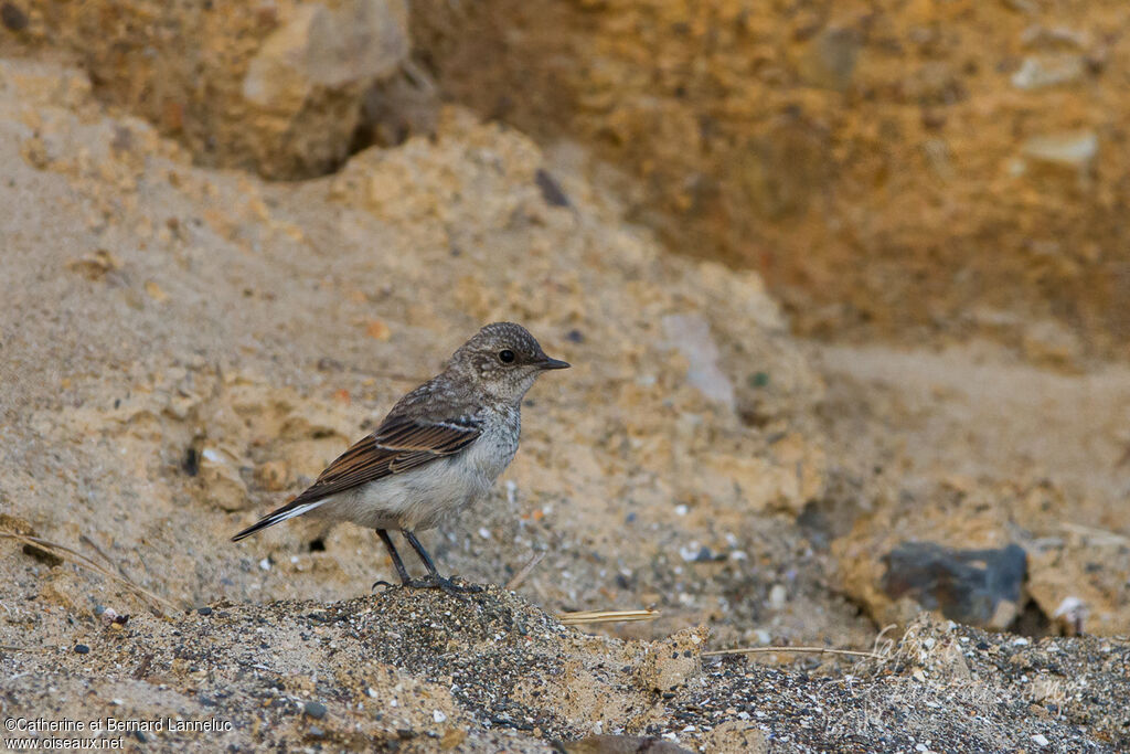 Traquet motteuxjuvénile, identification