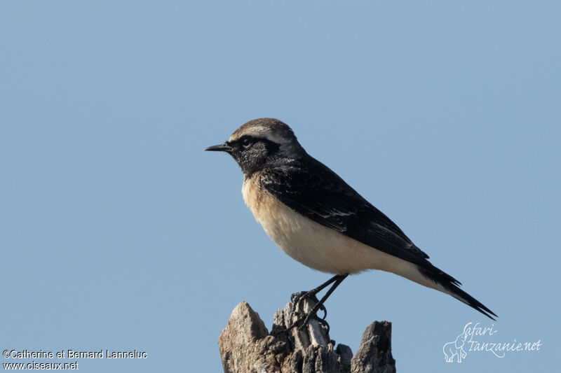 Pied Wheatear male adult transition