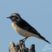 Pied Wheatear