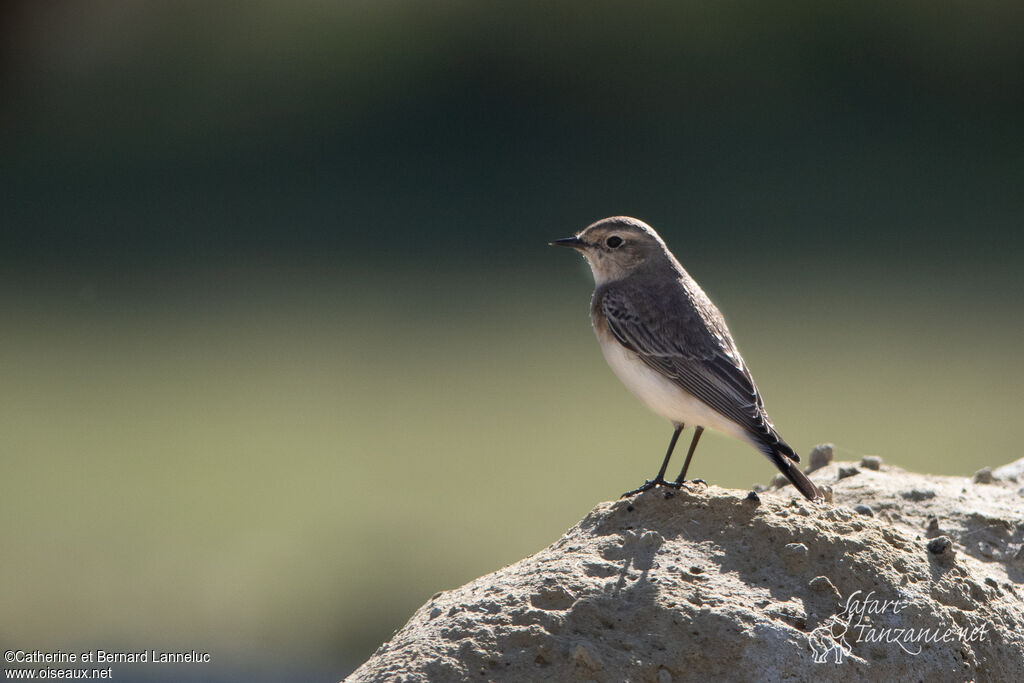 Pied Wheatear female adult