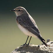 Pied Wheatear