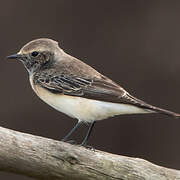 Pied Wheatear