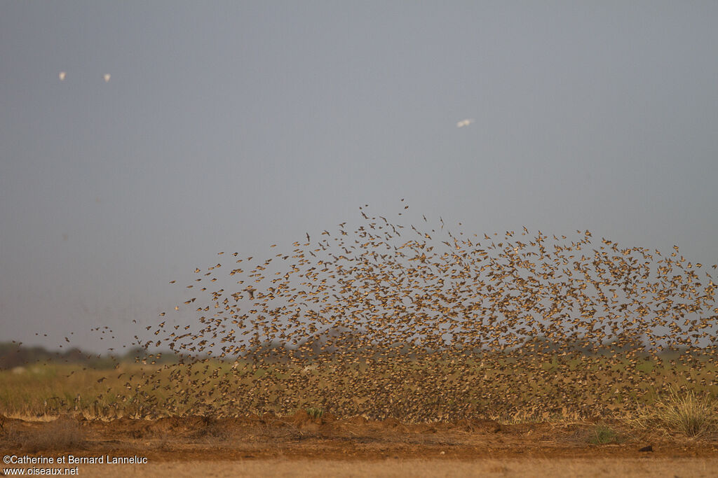 Red-billed Quelea, feeding habits, Behaviour