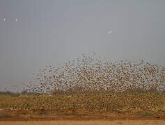 Red-billed Quelea