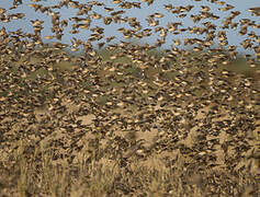 Red-billed Quelea