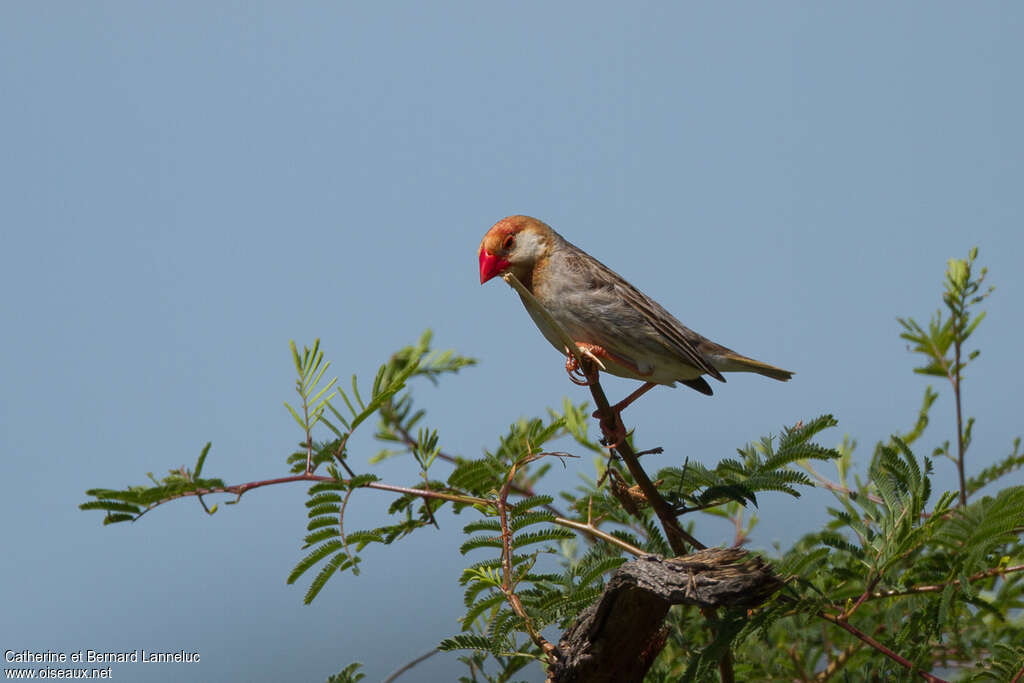 Red-billed Quelea male adult breeding, identification