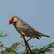 Red-billed Quelea