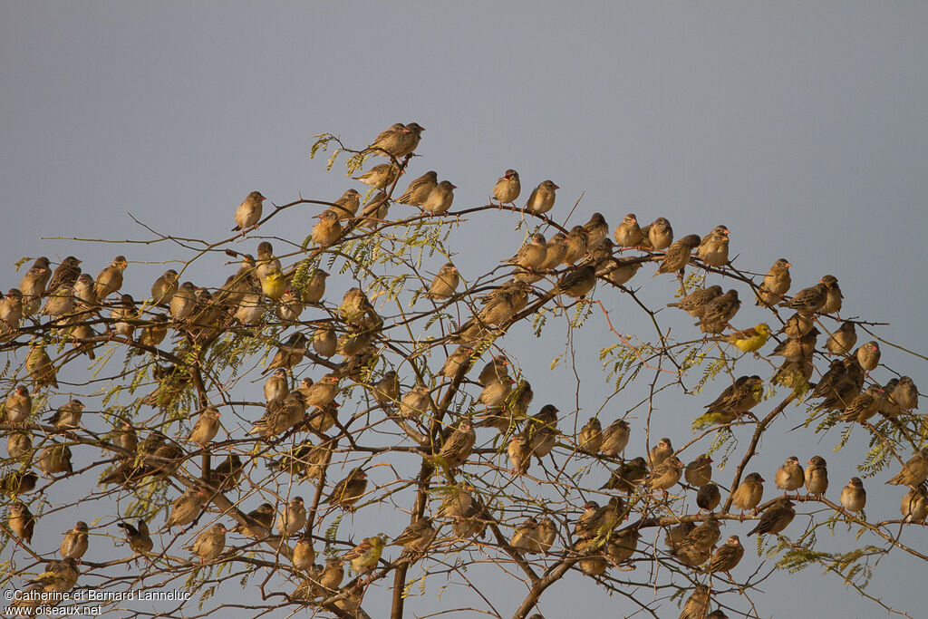 Red-billed Quelea