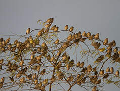 Red-billed Quelea