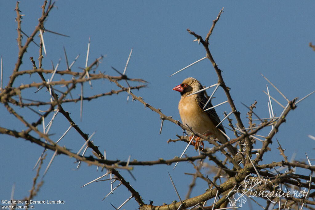 Red-billed Quelea male adult breeding