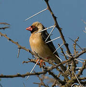 Red-billed Quelea