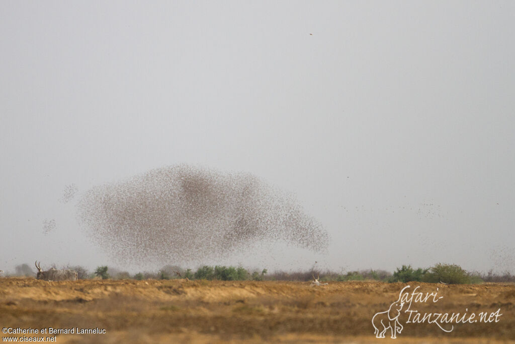 Red-billed Quelea, Behaviour