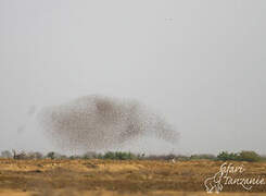 Red-billed Quelea