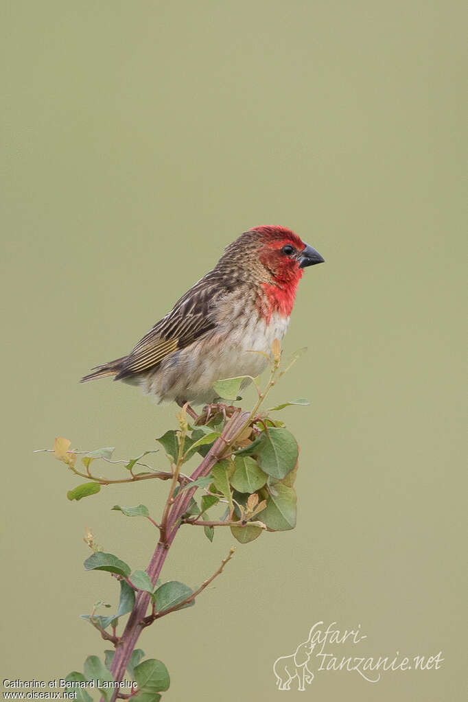 Cardinal Quelea male adult breeding, identification