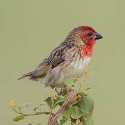 Cardinal Quelea