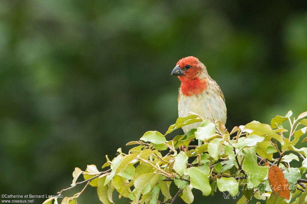 Cardinal Quelea male adult breeding