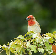 Cardinal Quelea