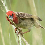 Cardinal Quelea