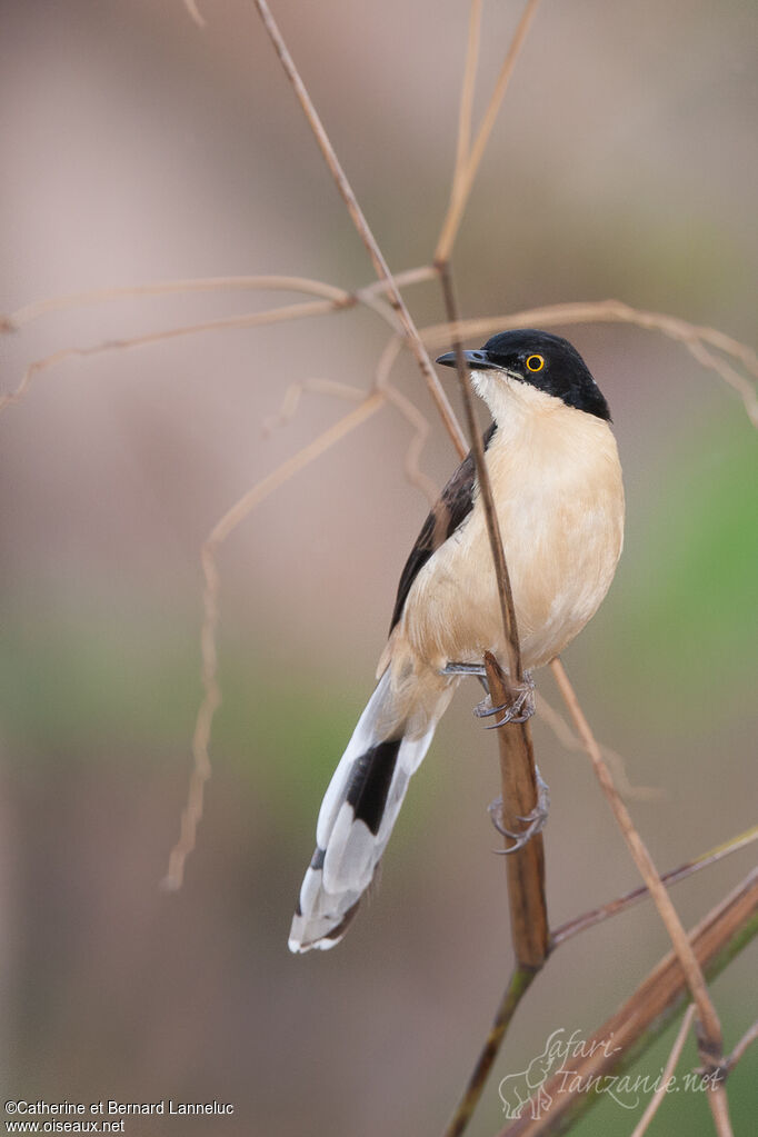 Black-capped Donacobiusadult, identification