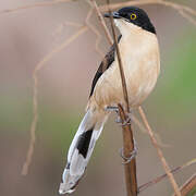 Black-capped Donacobius