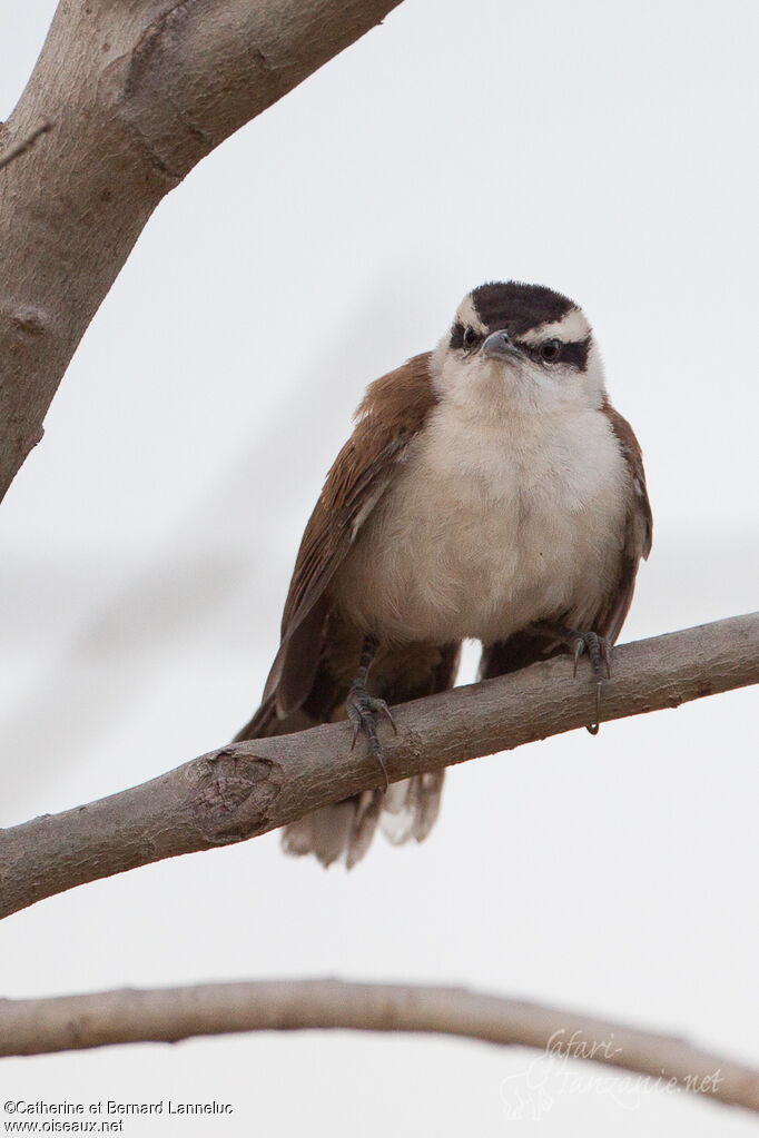 Bicolored Wren, identification