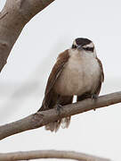 Bicolored Wren