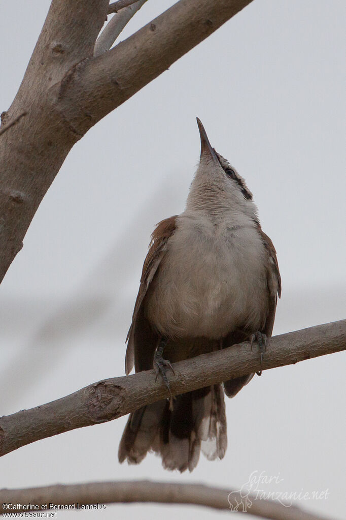 Bicolored Wren