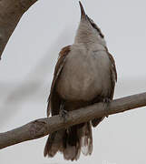 Bicolored Wren