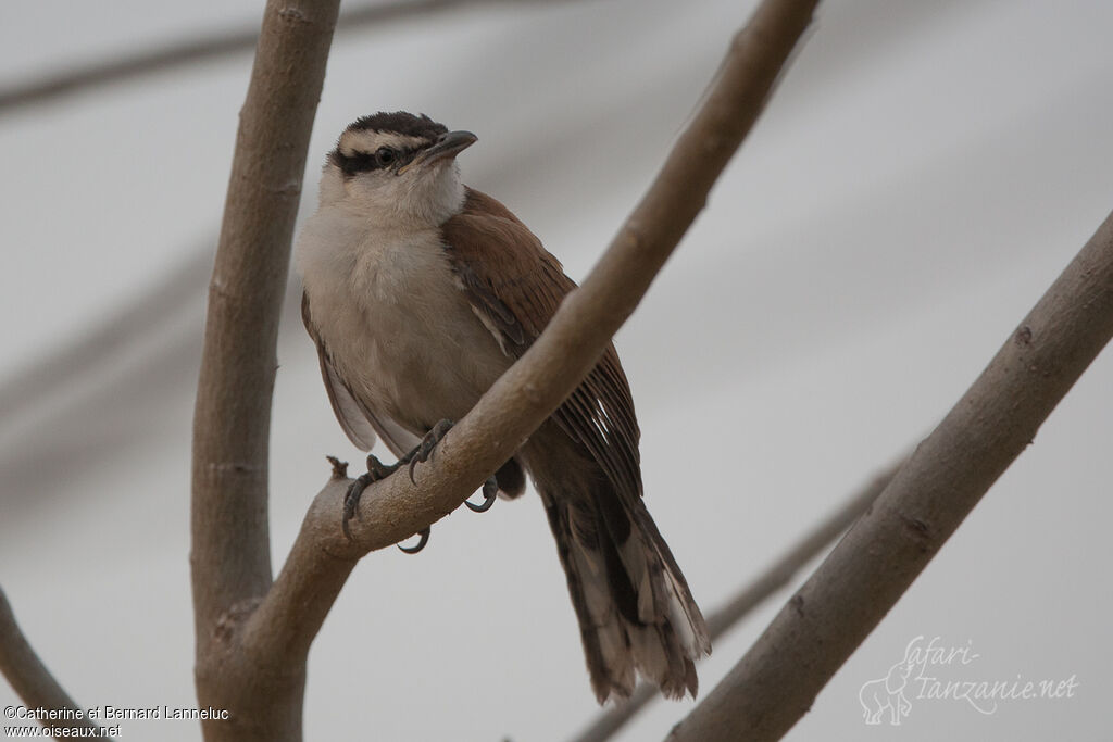 Bicolored Wrenadult, identification