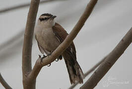 Bicolored Wren